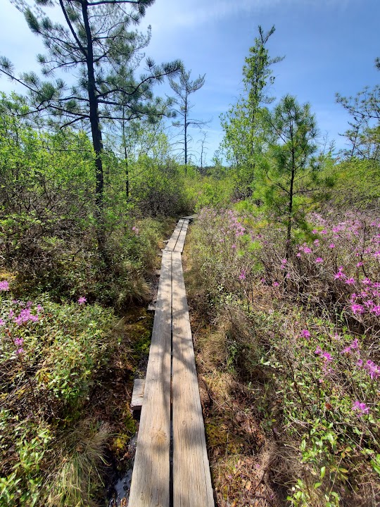 Ponemah Bog