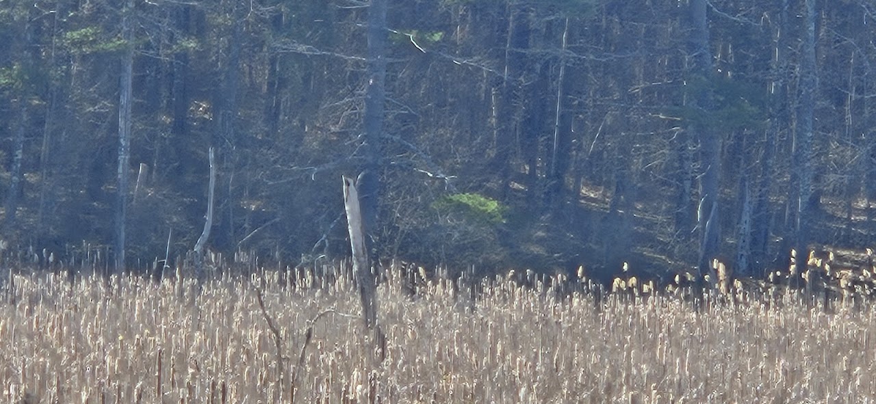 Kampoosa Fen Wildlife Management Area