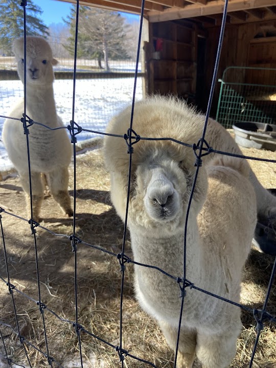 Colonial Alpacas