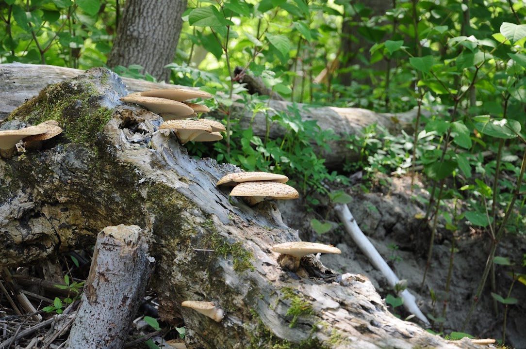 Hoosic River Nature Trail