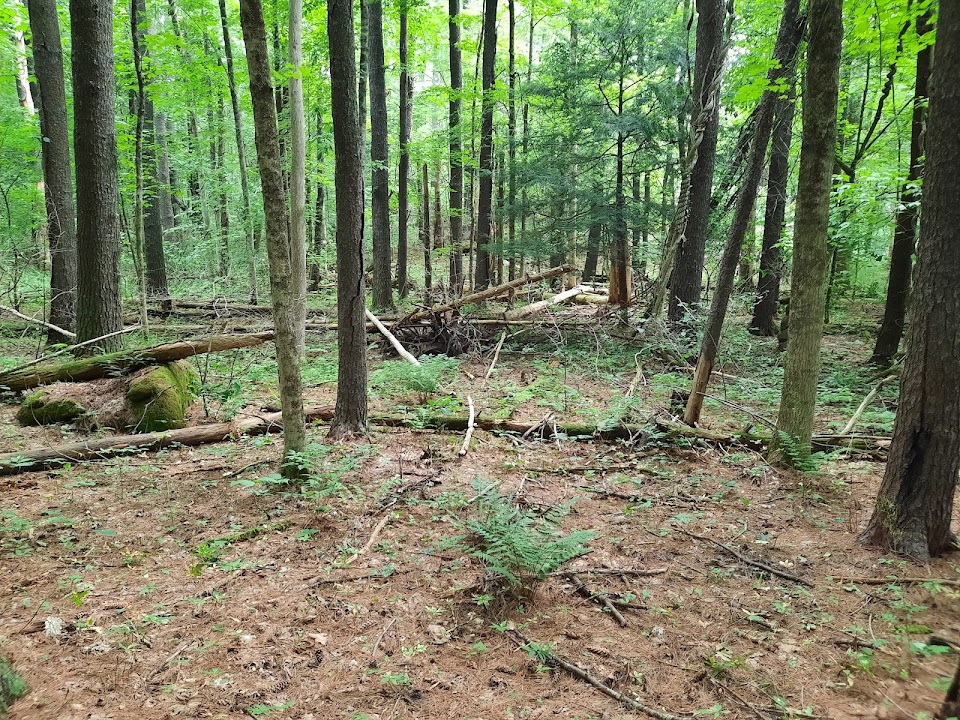 Appalachian Trail and Guilder Hollow Rd.