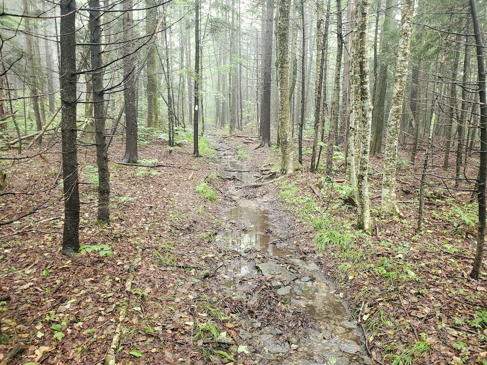 Wilbur's Clearing Trailhead