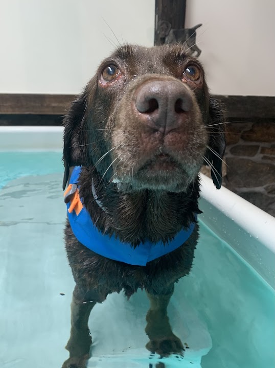 True Balance Animal Wellness & The Canine Aquatic Gym